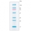 EC-898-0.05ML.jpg