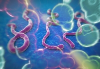 ¿Qué es y cómo se transmite el ébola?