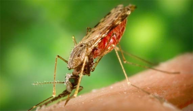 avances lucha contra la malaria