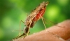 avances lucha contra la malaria